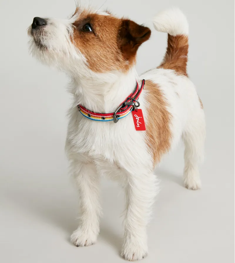 Joules Rainbow Dog Collar-5